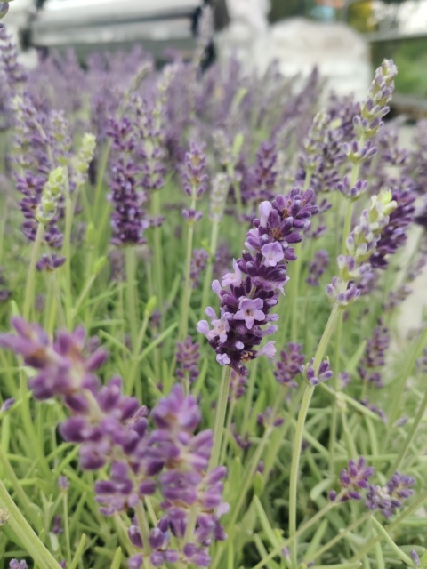 Sadzonki Lawenda wąskolistna 'Aromatico Blue'
