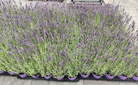 Sadzonki Lawenda wąskolistna 'Aromatico Blue'