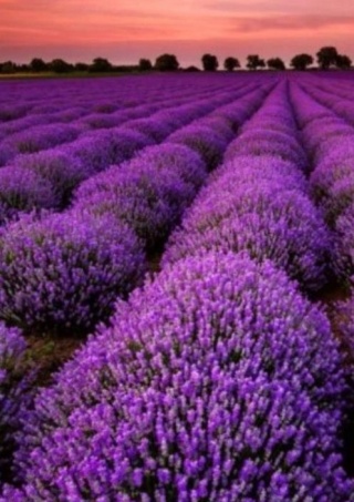 Lawenda wąskolistna 'Blue Scent'