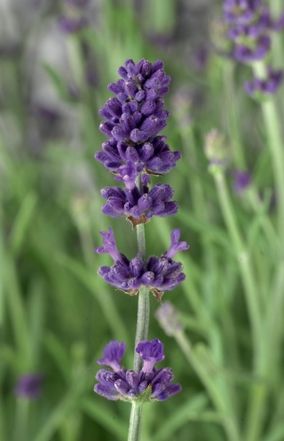 Lawenda wąskolistna 'Blue Scent'