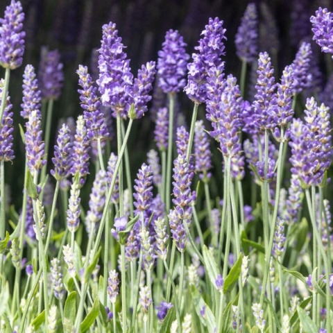 Lawenda wąskolistna 'Blue Scent' Lawenda wąskolistna 'Blue Scent'