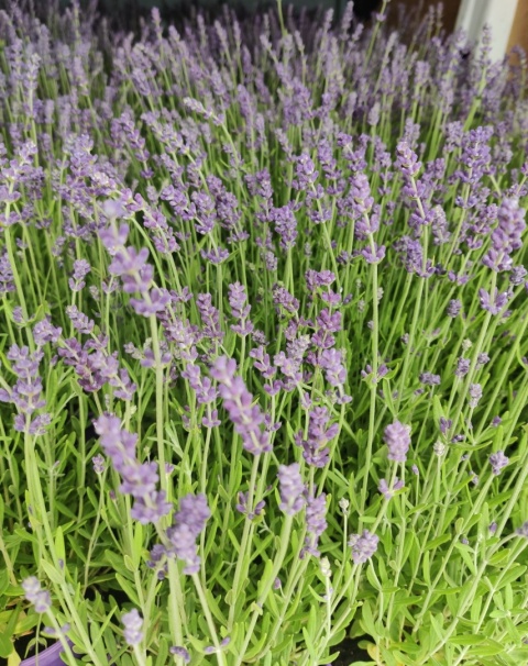 Sadzonki Lawenda wąskolistna 'Blue Scent' Sadzonki Lawenda wąskolistna 'Blue Scent'