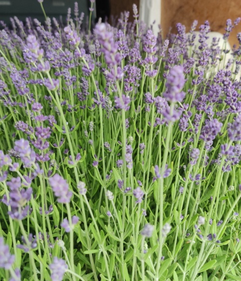Sadzonki Lawenda wąskolistna 'Blue Scent' Sadzonki Lawenda wąskolistna 'Blue Scent'