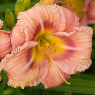 Liliowiec 'Everydaylily Rose'