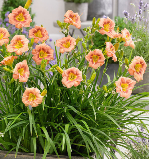 Liliowiec 'Everydaylily Rose' Liliowiec 'Everydaylily Rose'