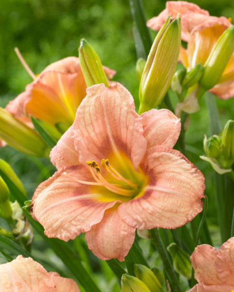 Liliowiec 'Everydaylily Rose' Liliowiec 'Everydaylily Rose'