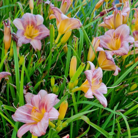 Liliowiec 'Everydaylily Rose' Liliowiec 'Everydaylily Rose'