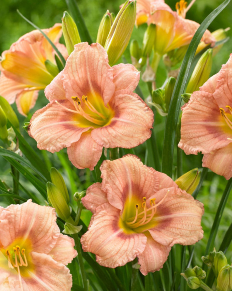 Liliowiec 'Everydaylily Rose' Liliowiec 'Everydaylily Rose'