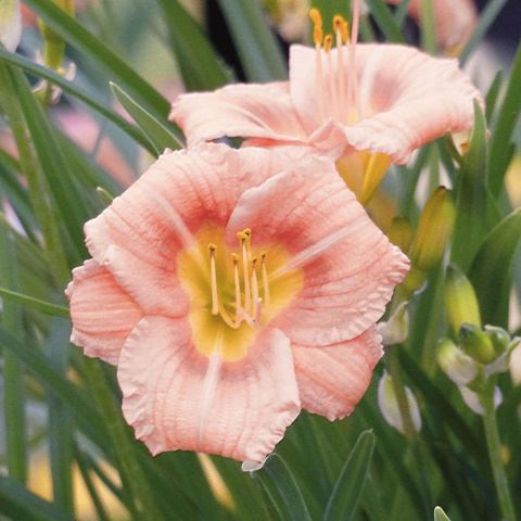 Liliowiec 'Everydaylily Rose'