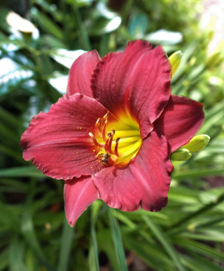 Liliowiec 'Ruby Stella'