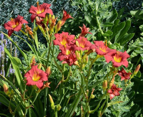 Liliowiec 'Ruby Stella' Liliowiec 'Ruby Stella'