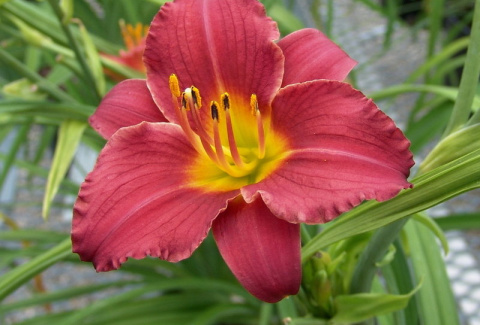 Liliowiec 'Ruby Stella' Liliowiec 'Ruby Stella'