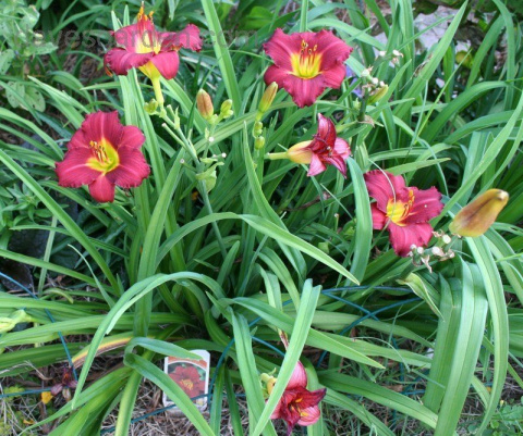 Liliowiec 'Ruby Stella' Liliowiec 'Ruby Stella'