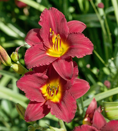 Liliowiec 'Ruby Stella' Liliowiec 'Ruby Stella'