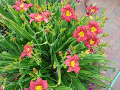 Liliowiec 'Ruby Stella' Liliowiec 'Ruby Stella'