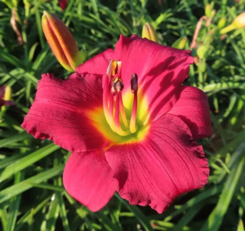 Liliowiec 'Ruby Stella'