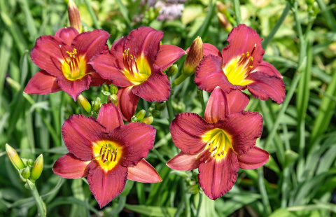 Liliowiec 'Ruby Stella'