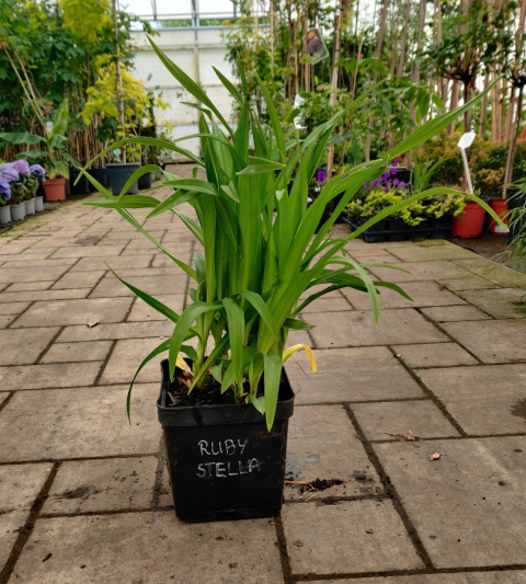 Sadzonki Liliowiec 'Ruby Stella'