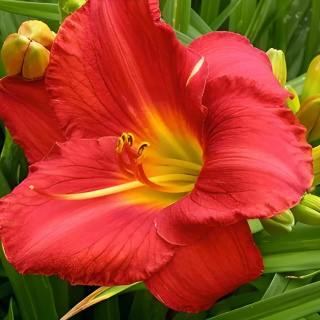 Liliowiec 'Siloam Grace Stamile'