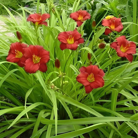 Liliowiec 'Siloam Grace Stamile' Liliowiec 'Siloam Grace Stamile'
