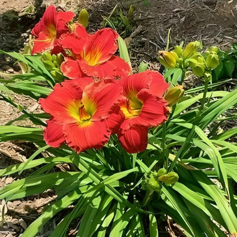 Liliowiec 'Siloam Grace Stamile' Liliowiec 'Siloam Grace Stamile'