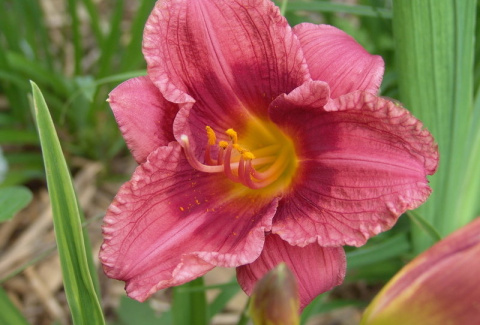 Liliowiec 'Siloam Grace Stamile' Liliowiec 'Siloam Grace Stamile'