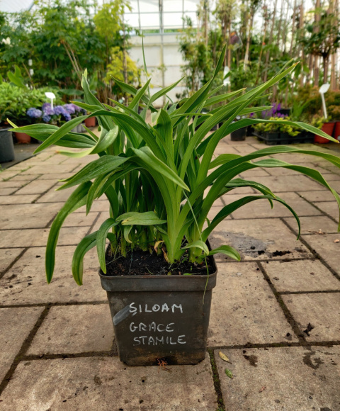 Sadzonki Liliowiec 'Siloam Grace Stamile'