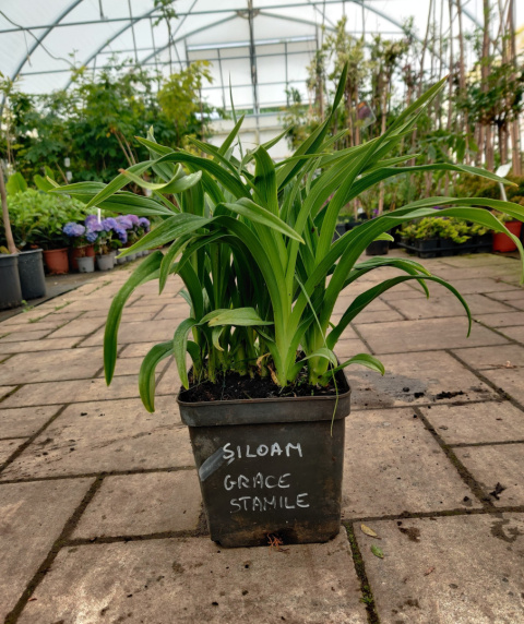 Sadzonki Liliowiec 'Siloam Grace Stamile'
