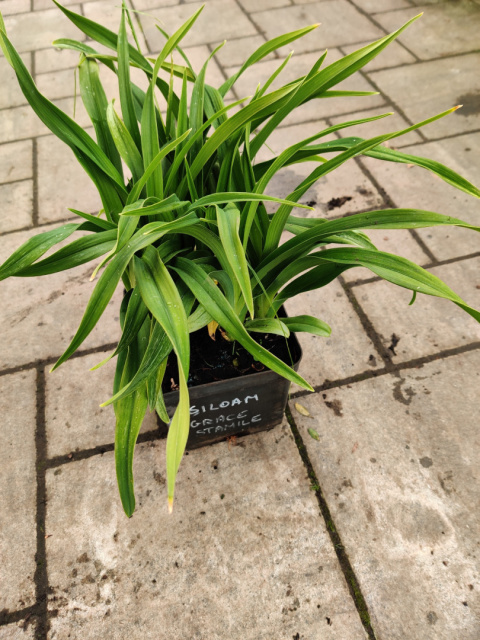 Sadzonki Liliowiec 'Siloam Grace Stamile'