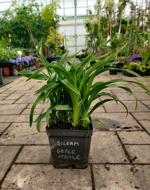 Sadzonki Liliowiec 'Siloam Grace Stamile'