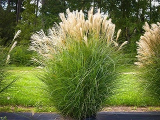 Miskant chiński 'Gracillimus'