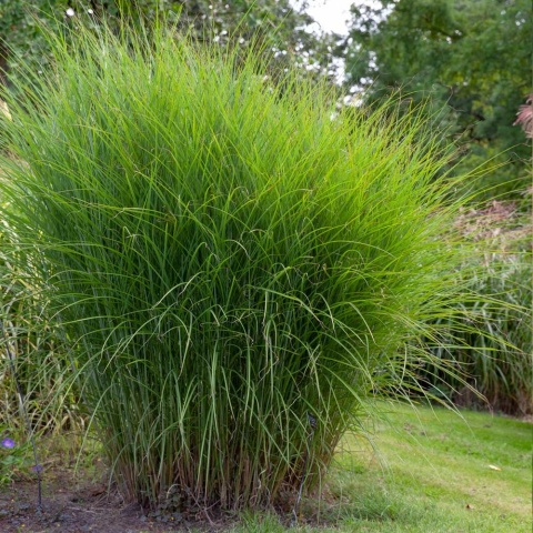 Miskant chiński 'Gracillimus' Miskant chiński 'Gracillimus'