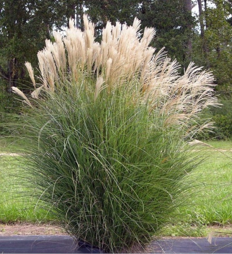 Miskant chiński 'Gracillimus' Miskant chiński 'Gracillimus'