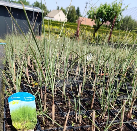 Sadzonki Miskant chiński 'Gracillimus' Sadzonki Miskant chiński 'Gracillimus'