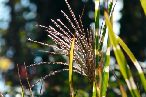 Miskant chiński 'Strictus'