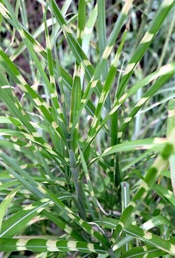Miskant chiński 'Strictus'