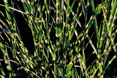 Miskant chiński 'Strictus'