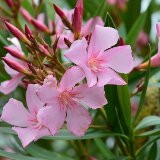 Oleander pospolity różowy na pniu