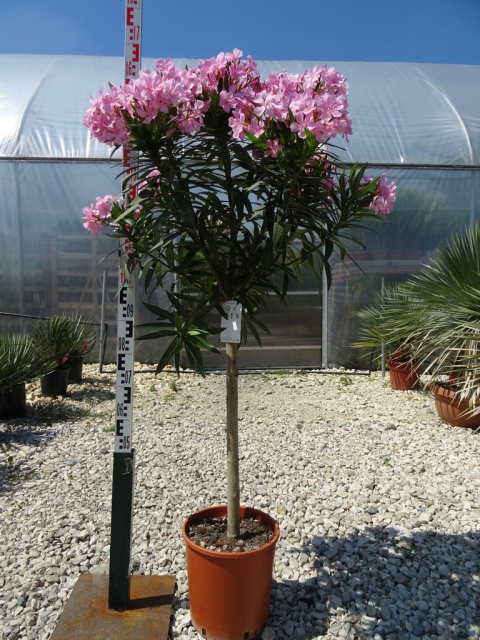 Oleander pospolity różowy na pniu Oleander pospolity różowy na pniu