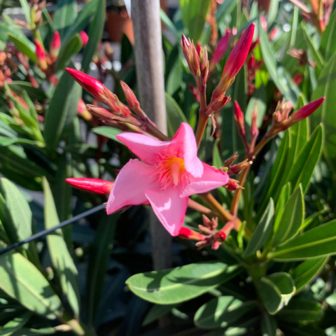 Oleander pospolity różowy na pniu Oleander pospolity różowy na pniu