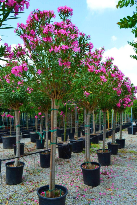 Oleander pospolity różowy na pniu Oleander pospolity różowy na pniu