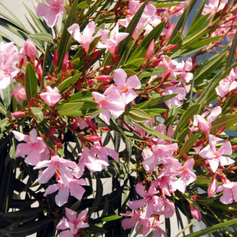 Oleander pospolity różowy na pniu Oleander pospolity różowy na pniu