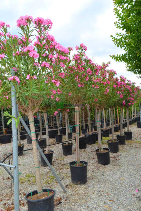 Oleander pospolity różowy na pniu Oleander pospolity różowy na pniu