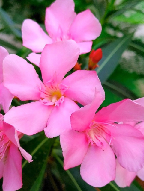 Oleander pospolity różowy na pniu