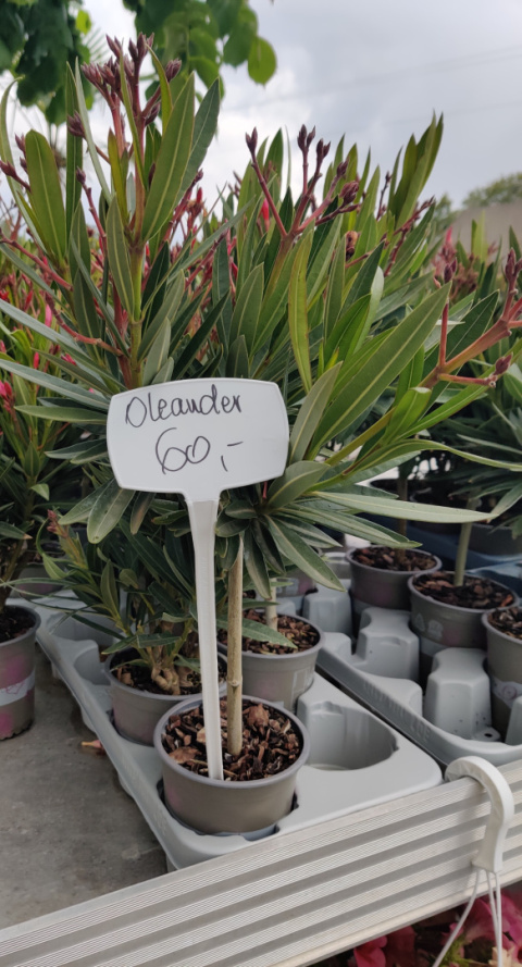 Oleander pospolity różowy na pniu