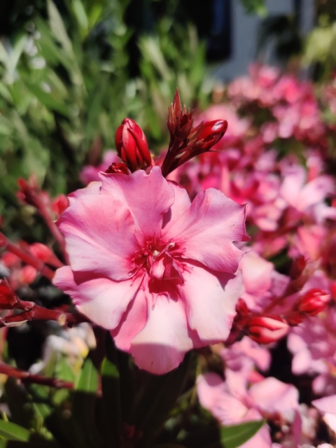 Sadzonki Oleander pospolity różowy na pniu