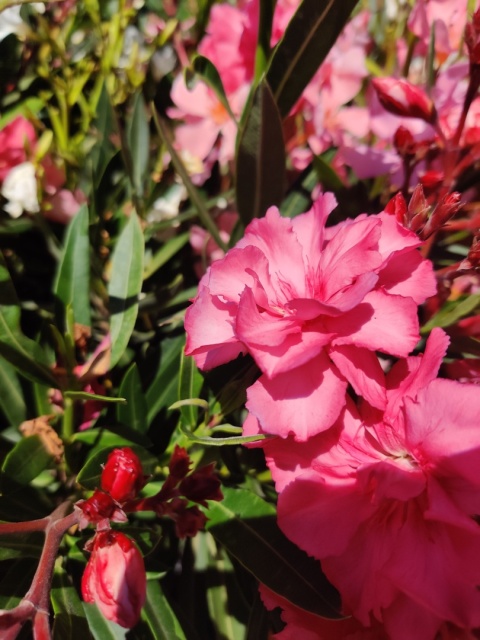 Sadzonki Oleander pospolity różowy na pniu