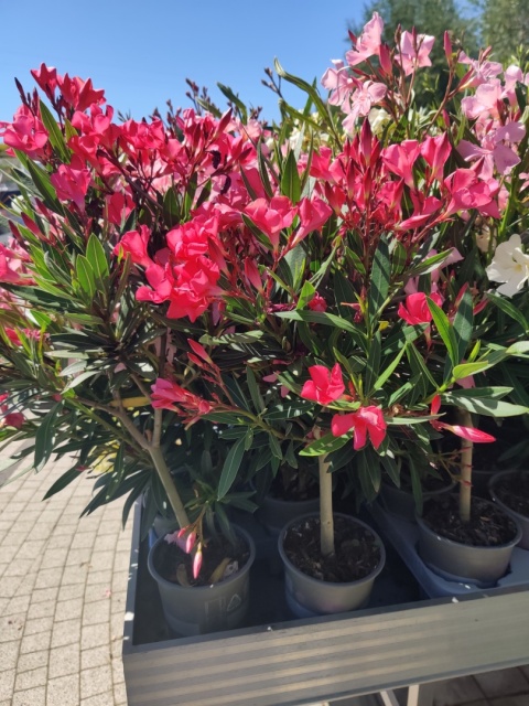 Sadzonki Oleander pospolity różowy na pniu