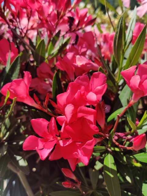 Sadzonki Oleander pospolity różowy na pniu