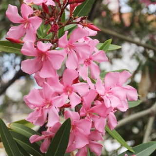 Oleander różowy